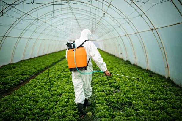 Best Local Pest Control Services  in Knob Noster, MO