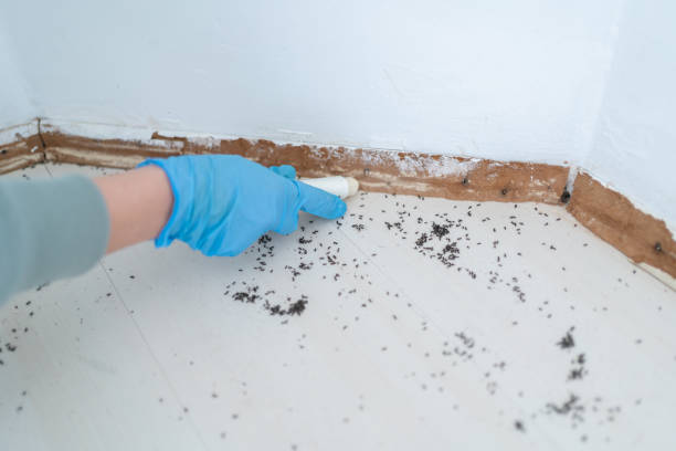 Professional Pest Control in Knob Noster, MO